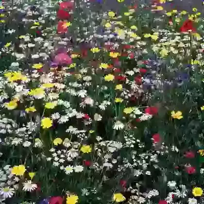 Annual Cornfield Mix